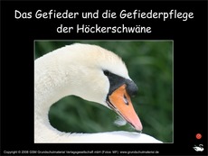 Gefieder-Höckerschwäne-Fotopräsentation.pdf